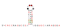 Thumbnail for RaiA-hairpin RNA motif