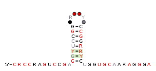 <i>raiA</i>-hairpin RNA motif Structure in some nucleic acids