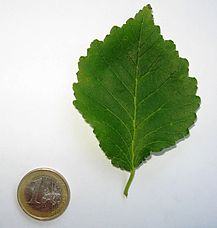 RN Ulmus minor Umbraculifera leaf.JPG