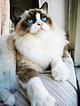 Ragdoll cat