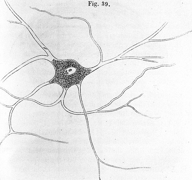 File:Ramified nerve-cell, from grey matter. Wellcome M0011237.jpg