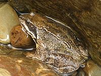 Rana pyrenaica