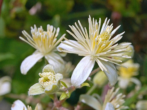 Ranuncolaceae - Clematis vitalba