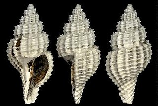 <i>Raphitoma purpurea</i> Species of gastropod