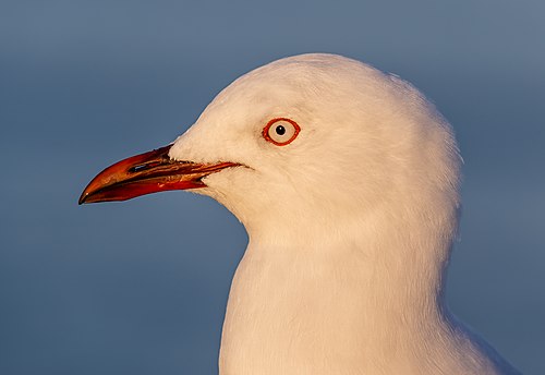 Red-billed gull portrait, New Brighton, New Zealand 03.jpg