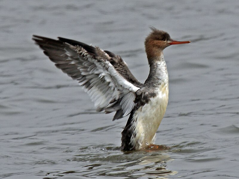 File:Red-breasted Merganser female RWD3.jpg