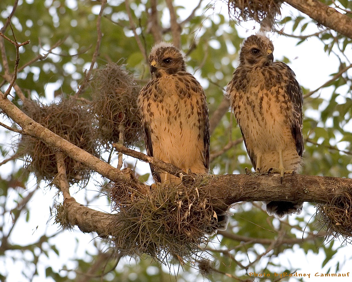 File:Red Shouldered Hawks, NPSPhoto, R. Cammauf ...