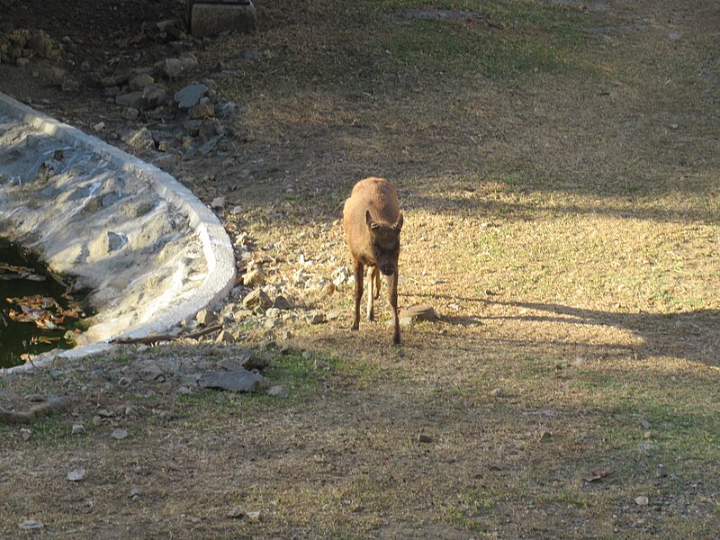 File:Redevelopment of the Manila Zoo 25.jpg