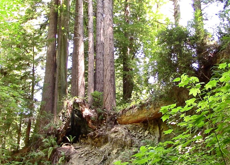 File:Redwood basal regrowth 2.jpg