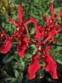 Renanthera storei