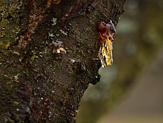 Resin-Cherry.jpg