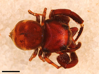 <i>Rhetenor texanus</i> species of arachnid