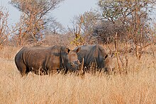 A southern white rhino pair at Mosi-oa-Tunya National Park, Zambia. Rhino Pair at Mosi-Oa-Tuniya.jpg