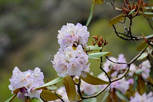 Rhododendron campanulatum.jpg