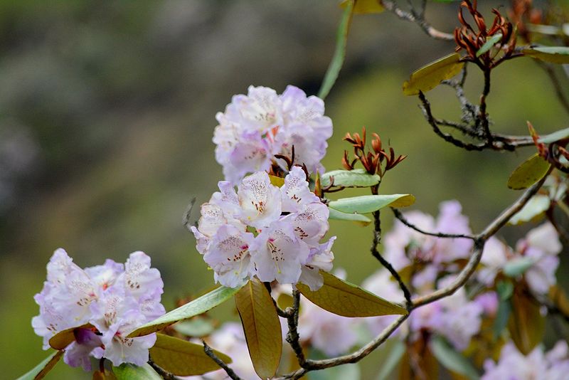 File:Rhododendron campanulatum.jpg