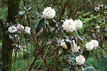 Rhododendron falconeri ssp. eximium - باغ ترابه - کرنوال ، انگلیس - DSC01337.jpg