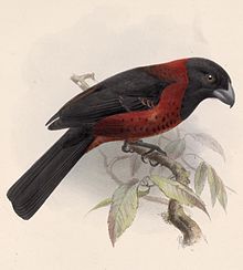 Crimson-collared grosbeak from Biologia Centrali-Americana Rhodothraupis celaeno 1902.jpg