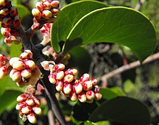 Flower buds at a later stage.