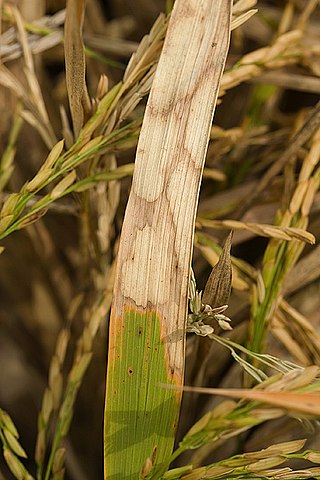 <span class="mw-page-title-main">Sheath blight of rice</span> Fungal disease of rice