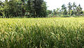 * Nomination A rice field at Balasore --Jnanaranjan sahu 07:05, 29 March 2016 (UTC) * Decline Overexposed main subject, background too noisy (both not fixable). -- Rftblr 08:10, 29 March 2016 (UTC)