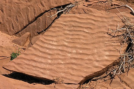 Current ripples preserved in sandstone of the Moenkopi Formation, Capitol Reef National Park, Utah, United States.