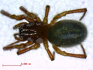 <i>Robertus riparius</i> Species of spider