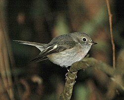 Female in Kobble Creek, southeast Queensland, Australia Roro fem026w.JPG