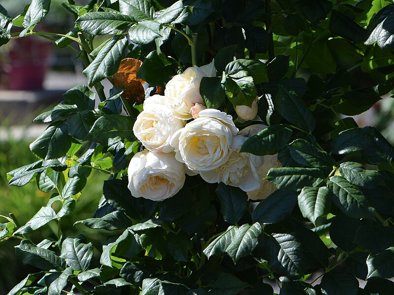 File:Rosa 'Uetersener Klosterrose' kz02.jpg