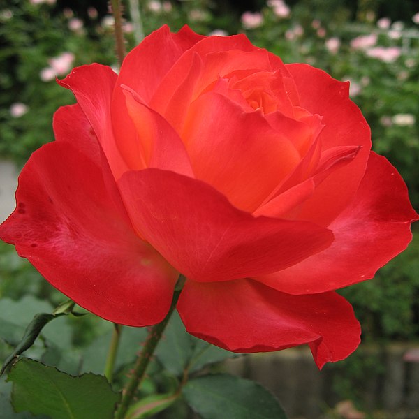 File:Rosa Fruite01.jpg