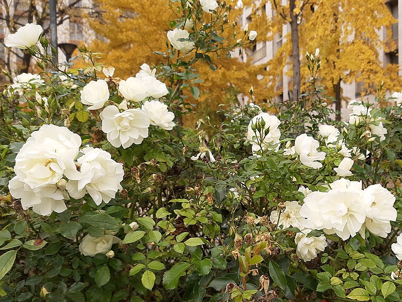 File:Roses and Ginkgo, Paris.jpg