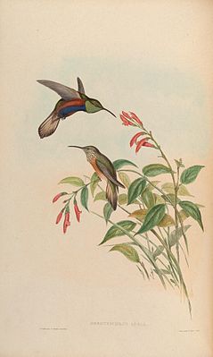 Oreotrochilus adela painted by John Gould