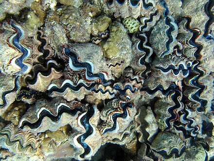 Tridacna giant clams at Kanton Island, Phoenix Islands