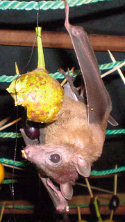 <span class="mw-page-title-main">Madagascan rousette</span> Species of bat