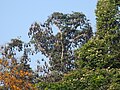 Colonie de chauve-souris frugivores dans le jardin