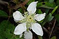 Rubus allegheniensis NRCS-005. jpg