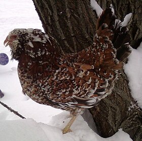 Gallina tricolore in mogano di taglia grande