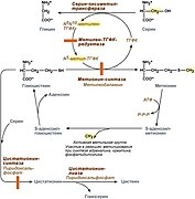 S05-33-serin-glicin-cistein-metionon2.jpg