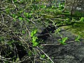 Lonicera tatarica - Botanischer Garten Leipzig