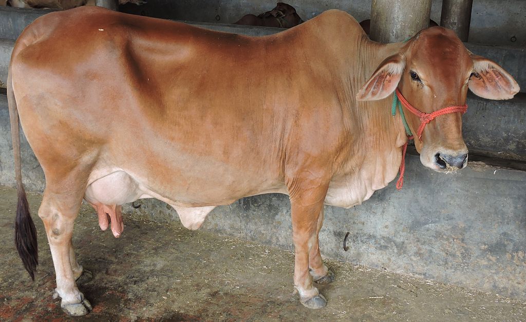 20 Most Popular Cow Breeds of India