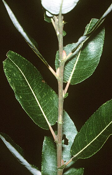 Salix discolor