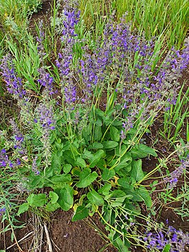 Salvia dumetorum 136542006.jpg