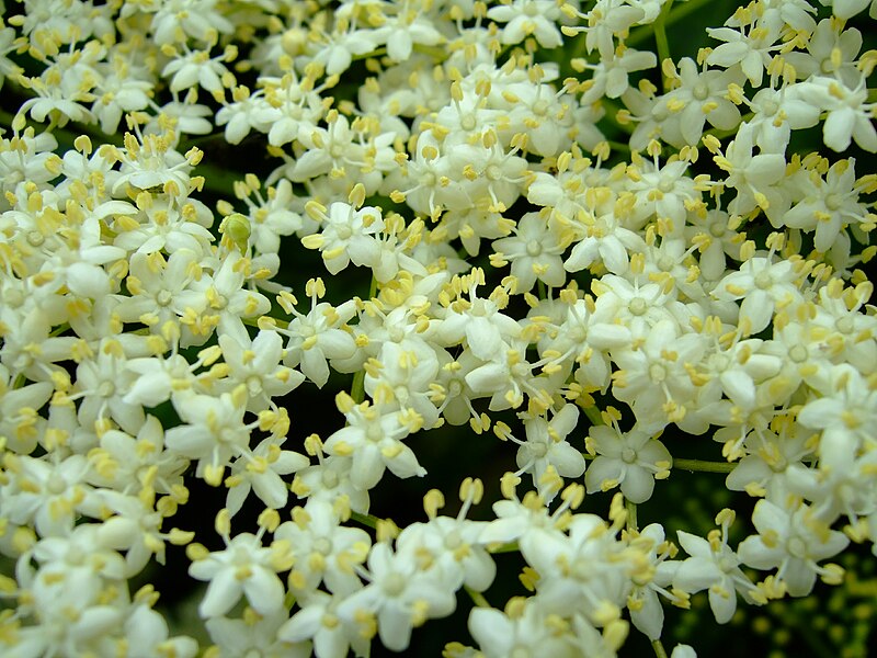 File:Sambucus nigra flores.jpg