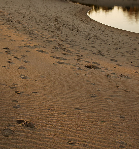 File:Sand and pond in Yyteri.jpg