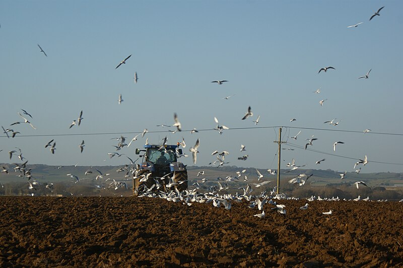 File:Sandford Farm fields being cultivated.JPG