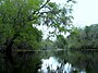Santa Fe Nehri, Oleno Eyalet Parkı, Florida.jpg'de nehir yükselişinin yakınında