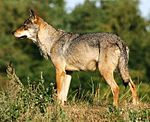 Scandinavian grey wolf Canis lupus (cropped).jpg