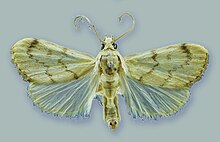 Самец Schacontia lachesis - ZooKeys-291-027-g001-11.jpeg