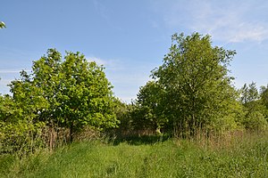 Schleswig-Holstein, Delve, Landschaftsschutzgebiet Südermoor bei Schwienhusen NIK 2520.jpg