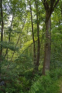 Schleswig-Holstein, Hohenfelde, Landschaftsschutzgebiet Hohenfelder Moor NIK 7048.JPG