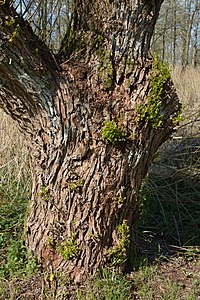 Schleswig-Holstein, Lunden, Landschaftsschutzgebiet und Naturerlebnisraum NIK 5789.jpg